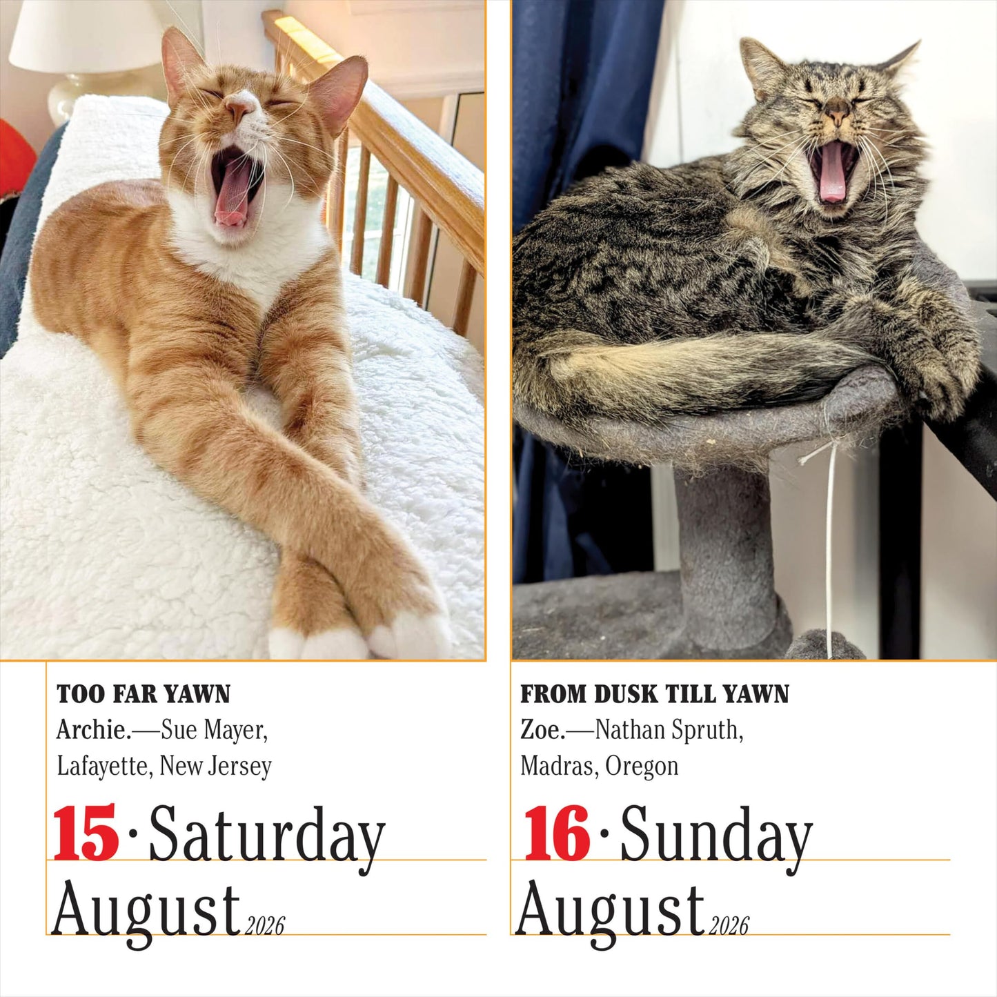365 Cats Page-A-Day® Calendar 2026: The World's Favorite Cat Calendar