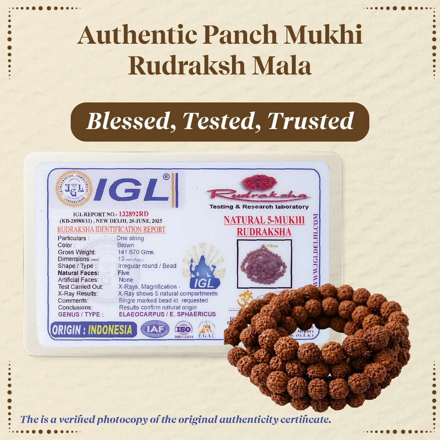 Pujashree Rudraksh Mala Medium 13mm  Divine Spiritual Beads for Puja, Yoga & Daily Meditation