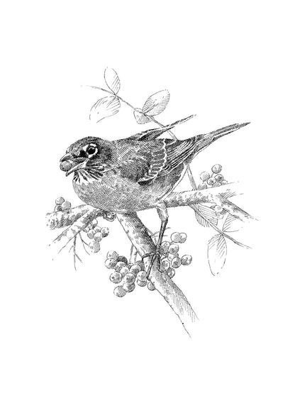The Serviceberry: Abundance and Reciprocity in the Natural World 