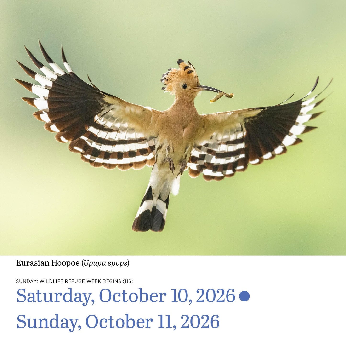 Audubon Birds Page-A-Day® Calendar 2026: The World's Favorite Bird Calendar
