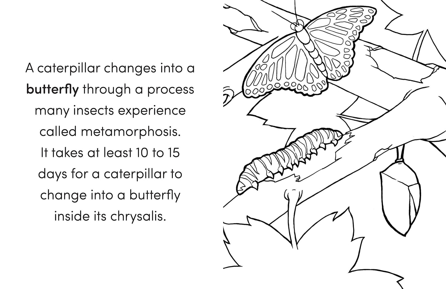 Bug Book for Kids: Coloring Fun and Awesome Facts (A Did You Know? Coloring Book) 