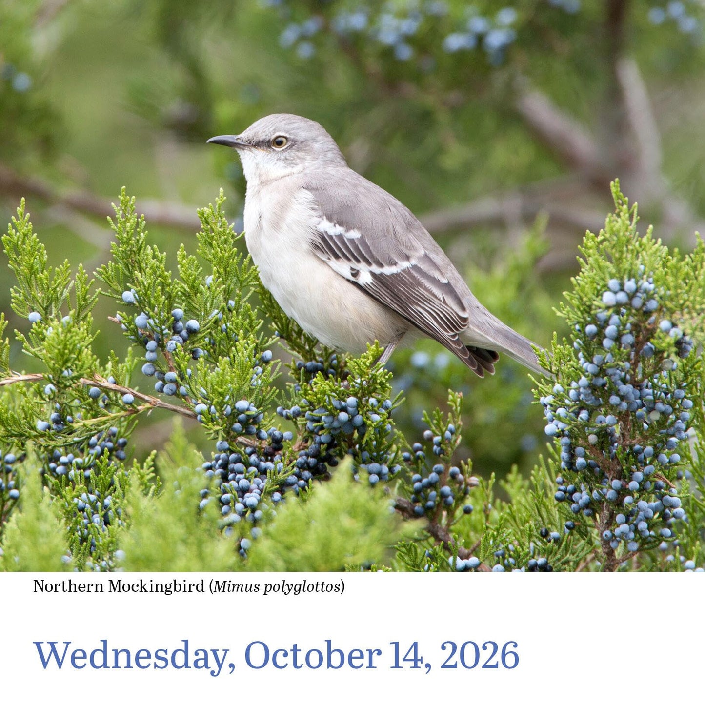 Audubon Birds Page-A-Day® Calendar 2026: The World's Favorite Bird Calendar