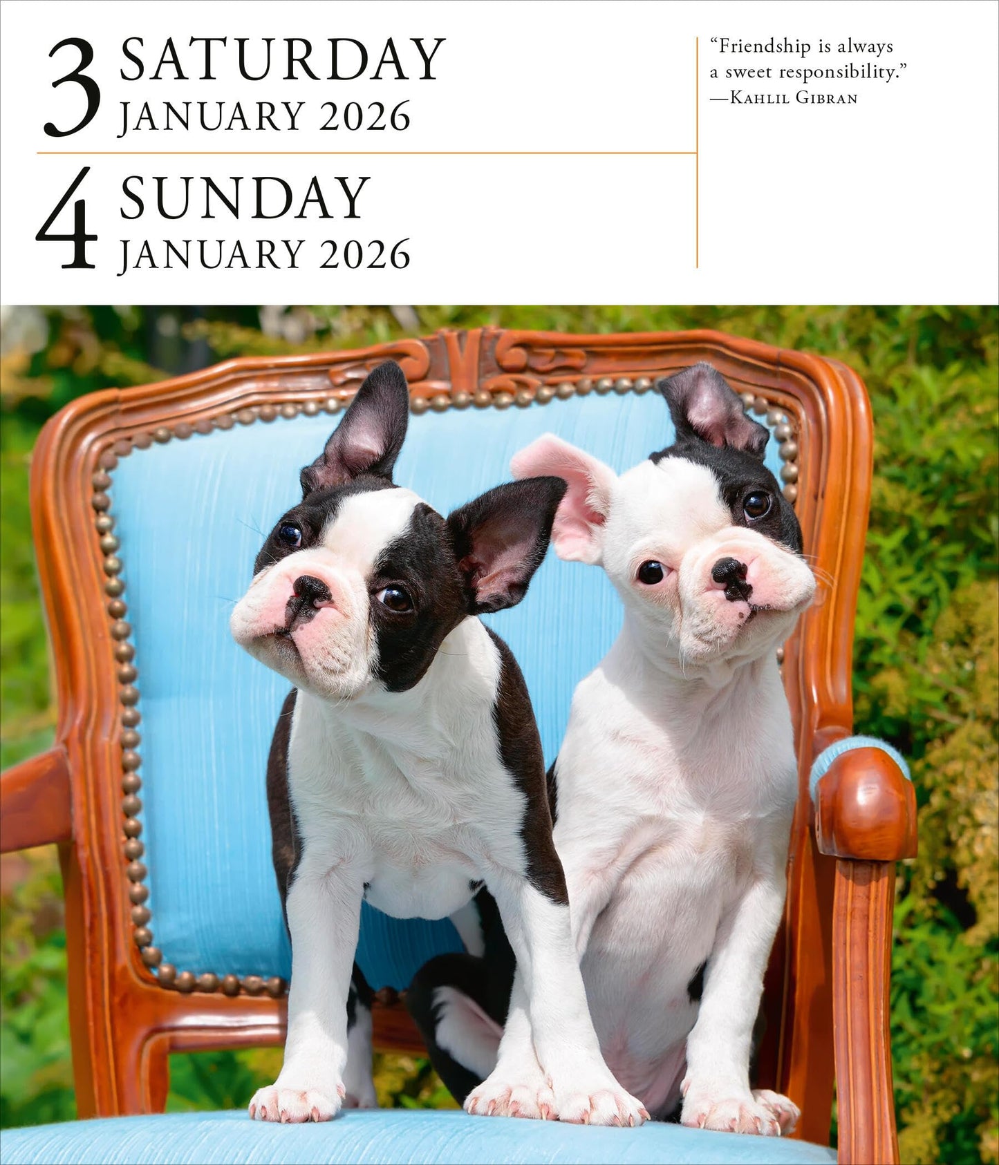 Dog Page-A-Day® Gallery Calendar 2026: An Elegant Canine Celebration 