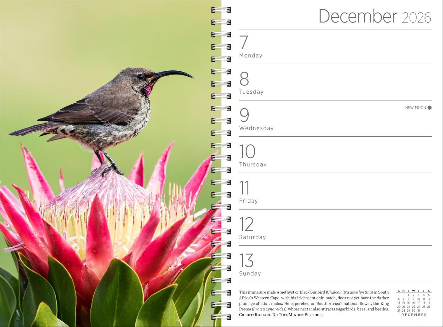 Audubon Engagement Calendar 2026: A Tribute to Nature and Its Spectacular Landscapes 