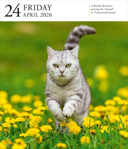 Cat Page-A-Day® Gallery Calendar 2026: A Delightful Gallery of Cats for Your Desktop