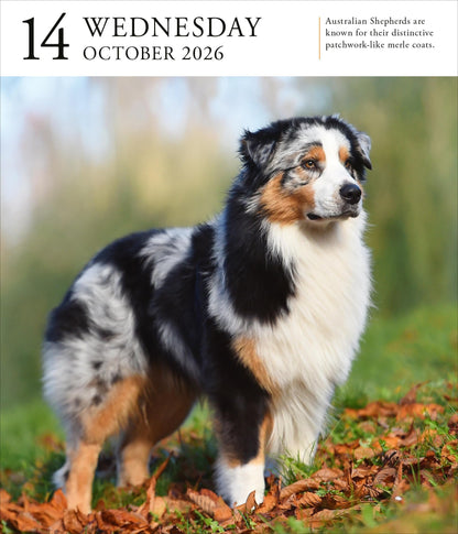 Dog Page-A-Day® Gallery Calendar 2026: An Elegant Canine Celebration 