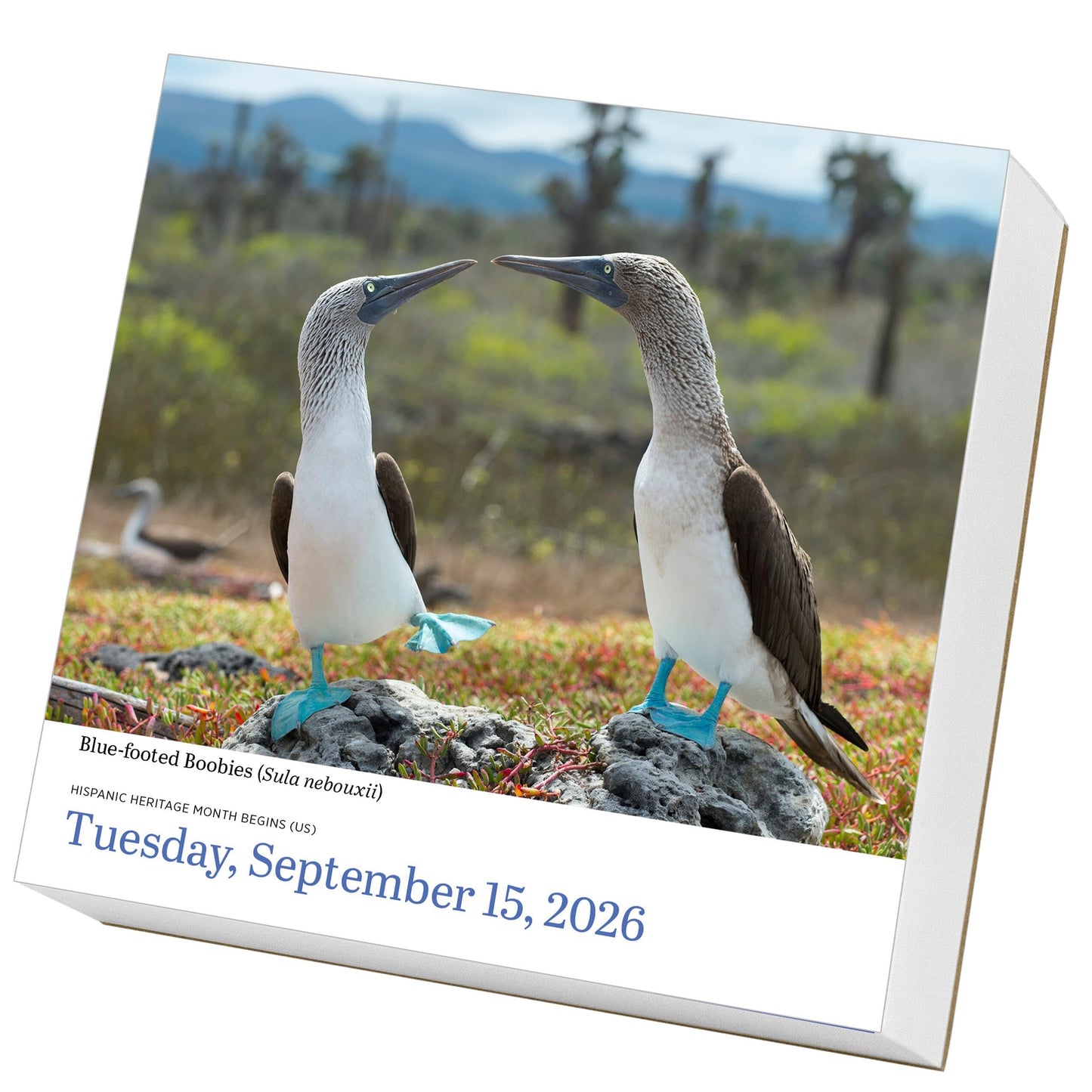 Audubon Birds Page-A-Day® Calendar 2026: The World's Favorite Bird Calendar