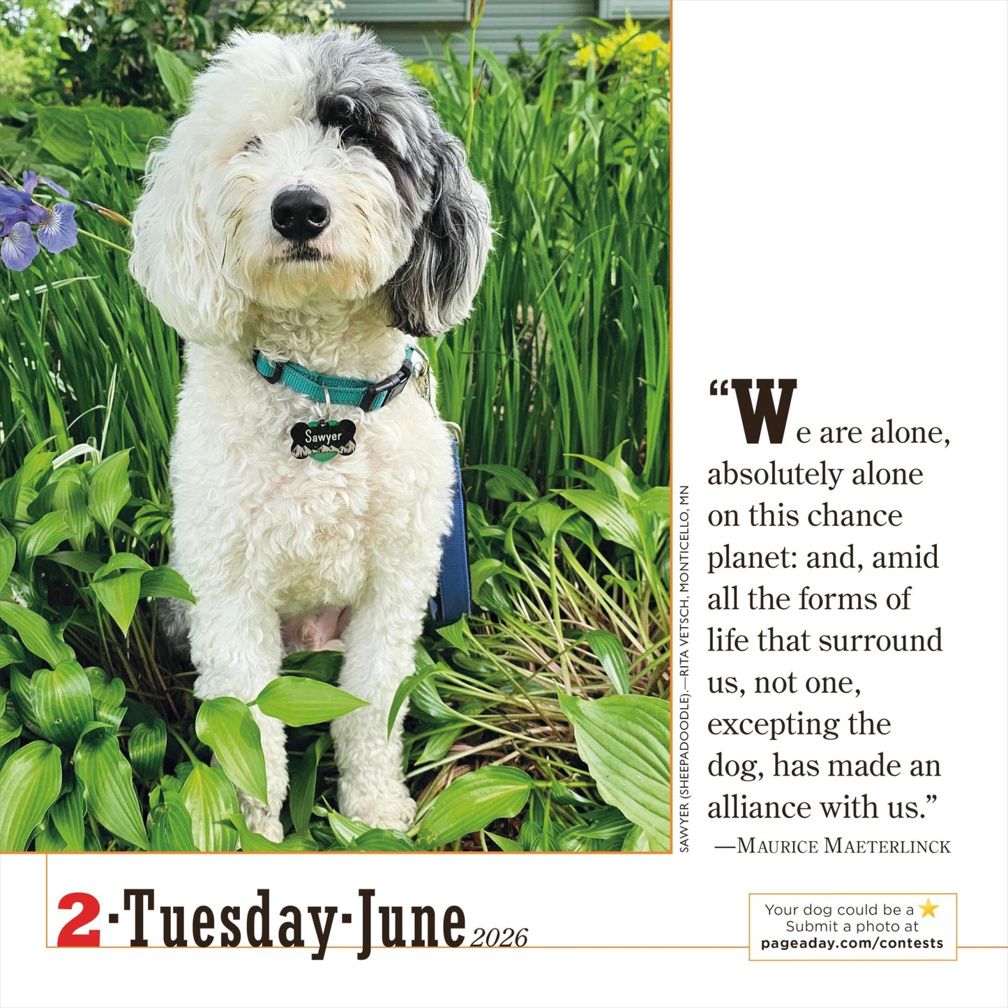 365 Dogs Page-A-Day® Calendar 2026: The World's Favorite Dog Calendar 