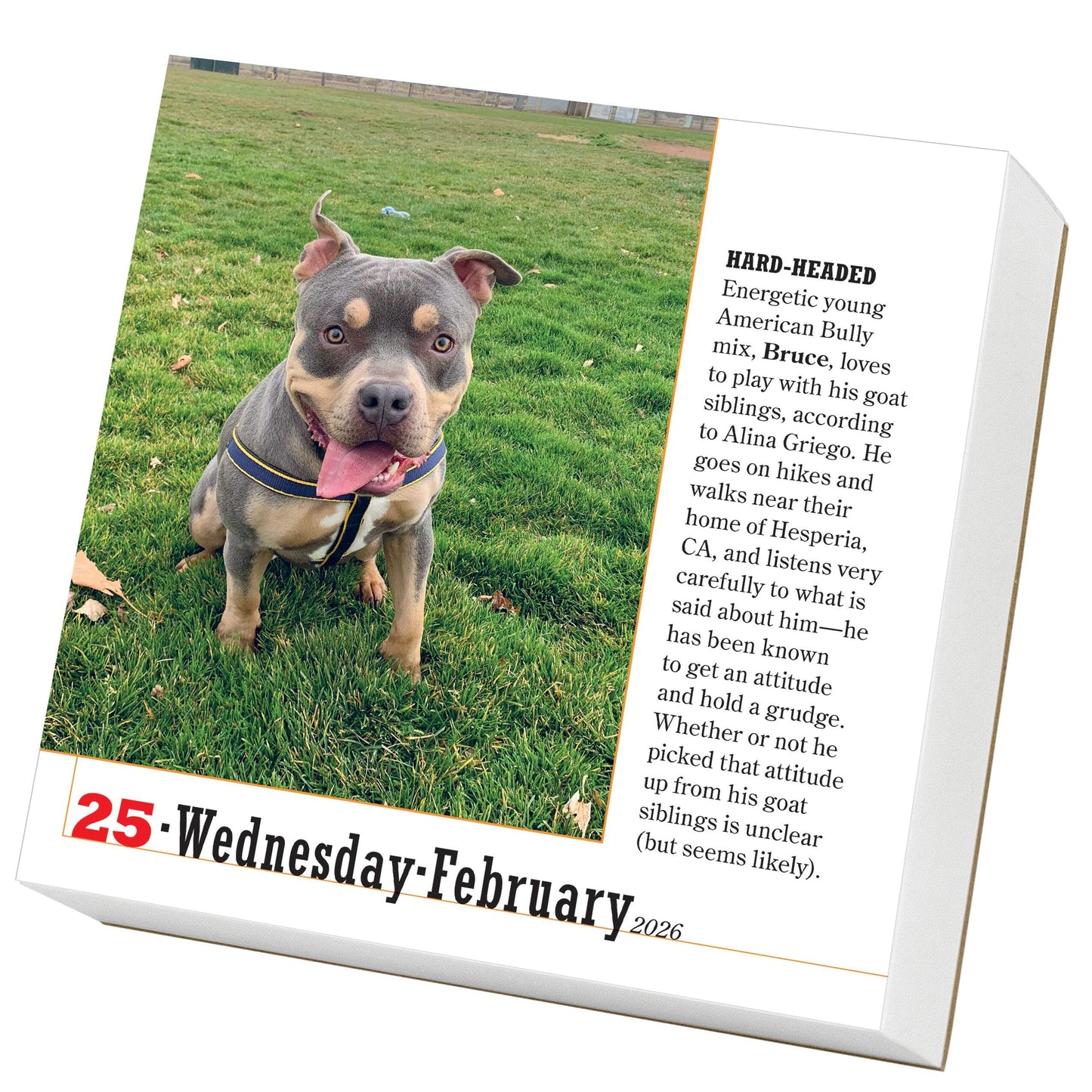 365 Dogs Page-A-Day® Calendar 2026: The World's Favorite Dog Calendar 