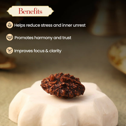Pujashree Shivling Rudraksh  Divine Rudraksha for Lord Shiva Blessings, Spiritual Growth & Protection