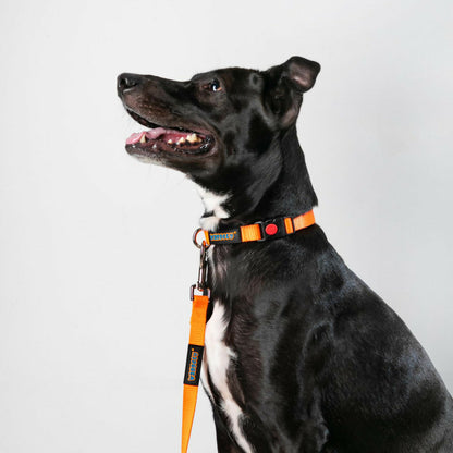 Waggety Dog Leash - Durable Orange Polyester, Length - 5Ft, Comfortable Grip, Stylish Pet Leash for Dogs