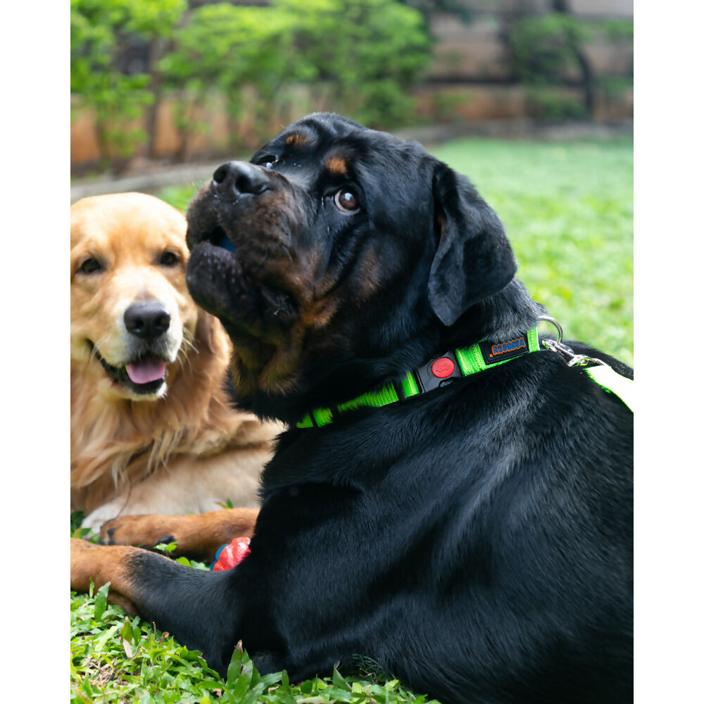 Waggety Dog Leash - Durable Green Polyester, Length - 5Ft, Comfortable Grip, Stylish Pet Leash for Dogs
