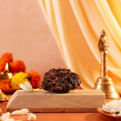Pujashree Shivling Rudraksh  Divine Rudraksha for Lord Shiva Blessings, Spiritual Growth & Protection