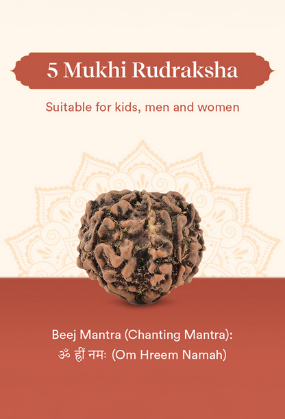 Pujashree Panchmukhi Rudraksh Single Bead  Sacred Five Mukhi Rudraksha for Protection & Peace
