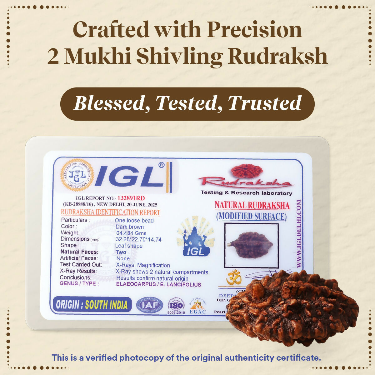 Pujashree Shivling Rudraksh  Divine Rudraksha for Lord Shiva Blessings, Spiritual Growth & Protection