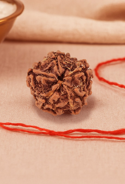 Pujashree Panchmukhi Rudraksh Single Bead  Sacred Five Mukhi Rudraksha for Protection & Peace