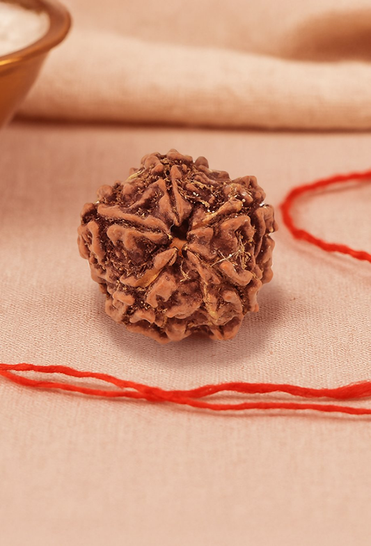 Pujashree Panchmukhi Rudraksh Single Bead  Sacred Five Mukhi Rudraksha for Protection & Peace