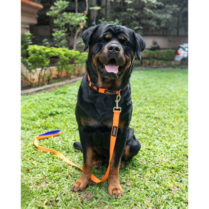 Waggety Dog Leash - Durable Orange Polyester, Length - 5Ft, Comfortable Grip, Stylish Pet Leash for Dogs