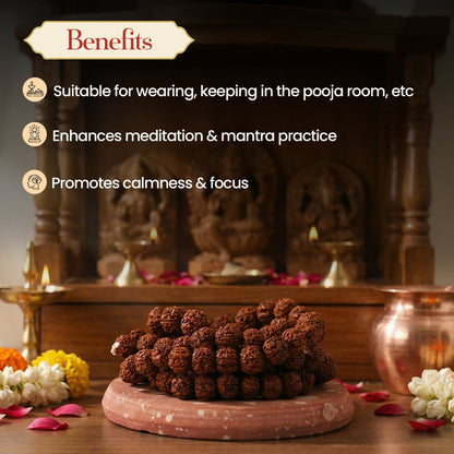 Pujashree Rudraksh Mala Medium 13mm  Divine Spiritual Beads for Puja, Yoga & Daily Meditation