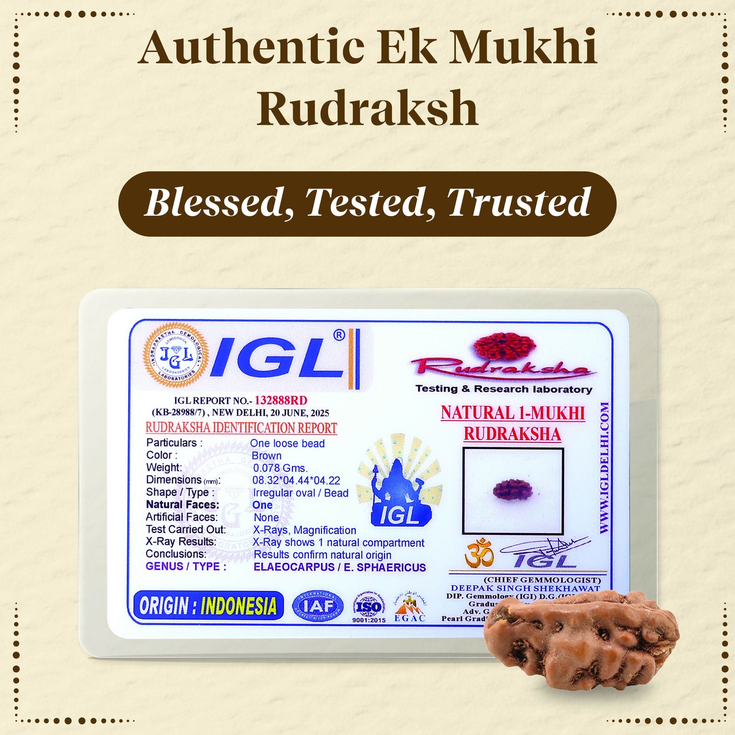 Pujashree Ek Mukhi Rudraksh  Sacred One Mukhi Rudraksha for Lord Shiva Blessings, Peace & Spiritual Growth