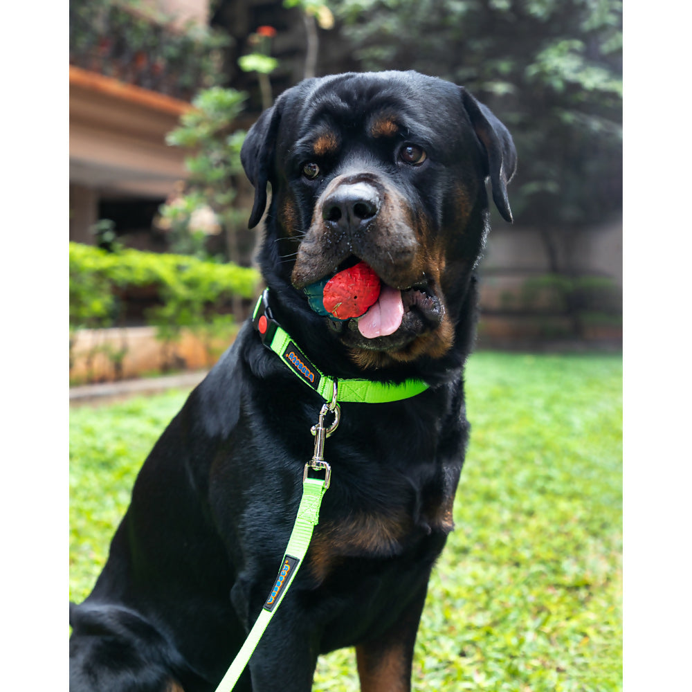 Waggety Dog Leash - Durable Green Polyester, Length - 5Ft, Comfortable Grip, Stylish Pet Leash for Dogs